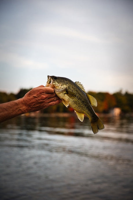 Top 5 Bass Fishing Spots in Eastern NC