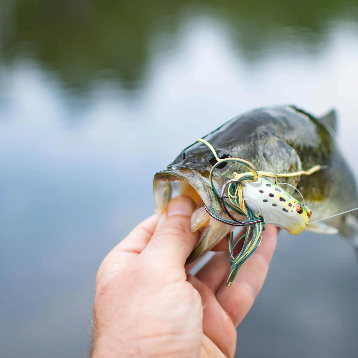 best bass lures for lake wylie The Best Locations and Times for Largemouth Bass Fishing in NC – Neuse  Sport Shop