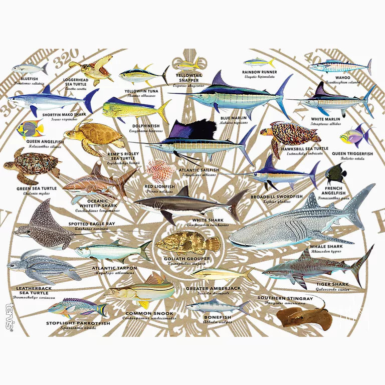 Illustration of various marine animals with labels on a decorative background