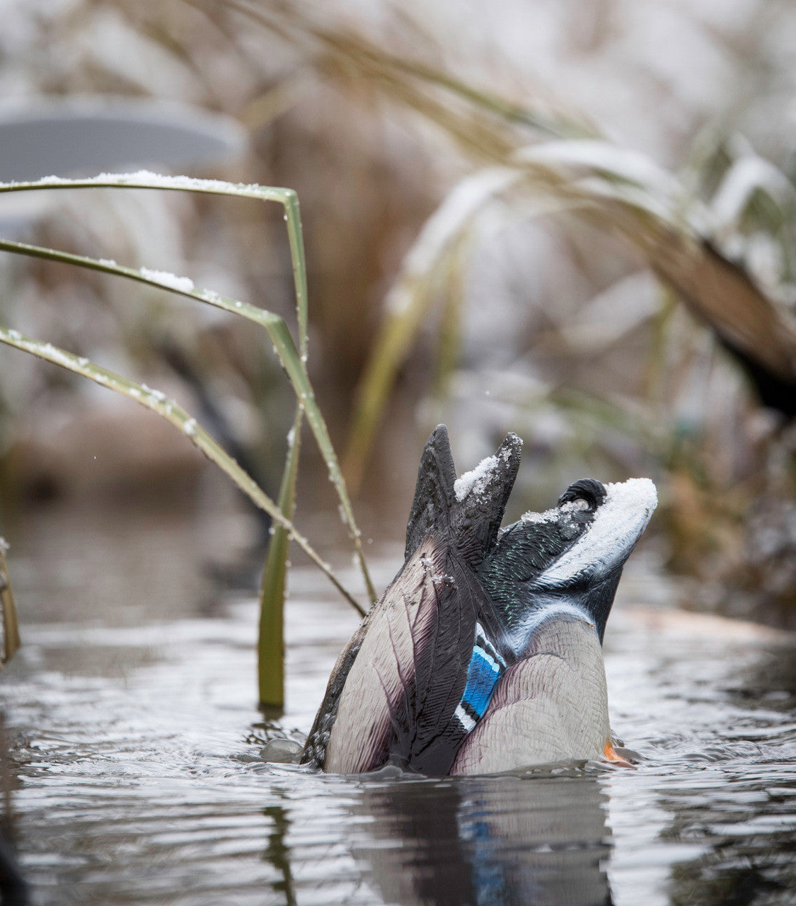 Lucky Duck Quiver Pato Trasero HD - Drake Mallard