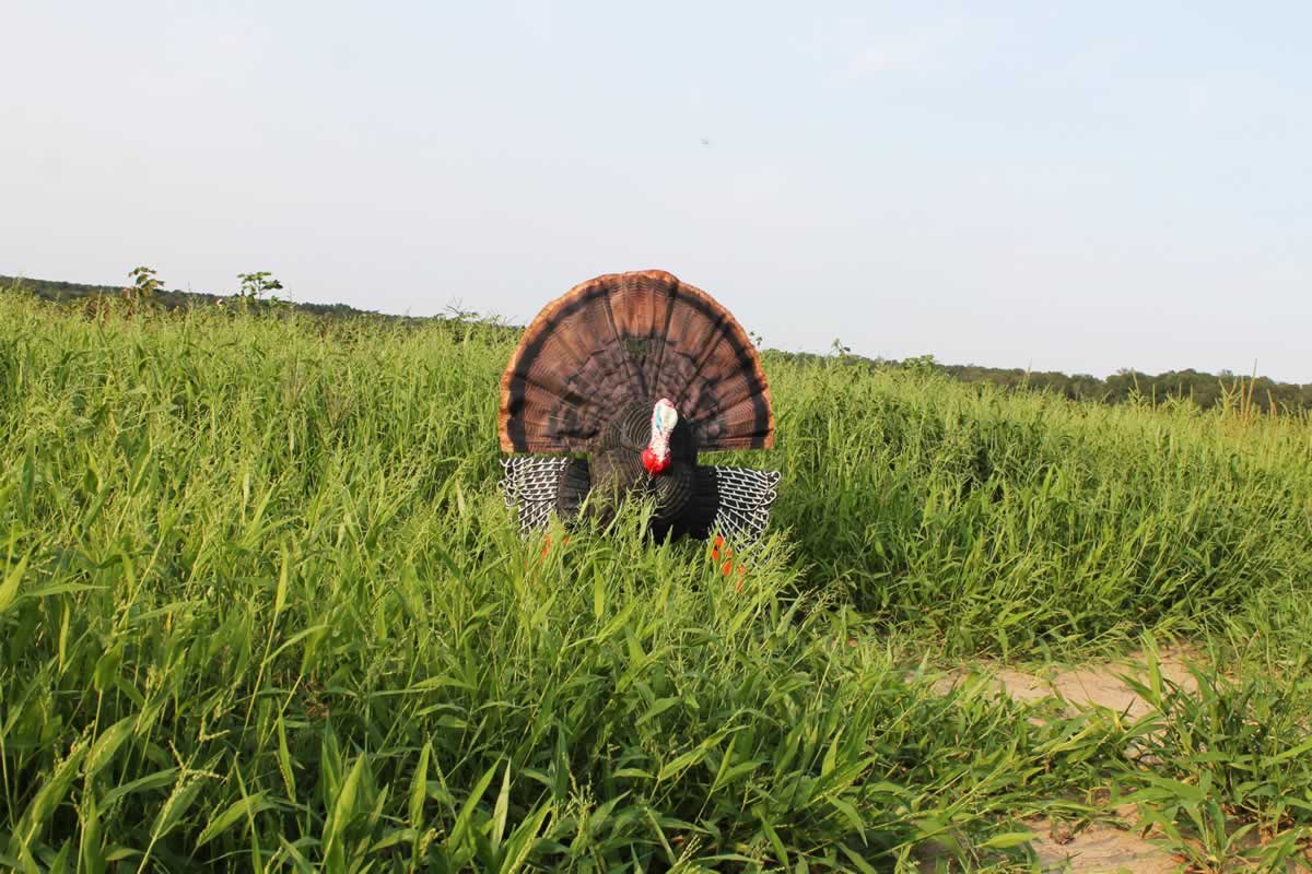 MOJO Scoot-N-Shoot MAX Turkey Decoy