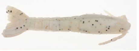 Gulp Shrimp 3"