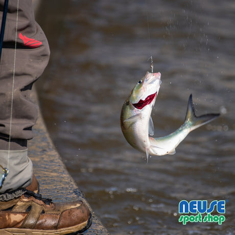 The Thrill of Hickory Shad Fishing in Eastern North Carolina