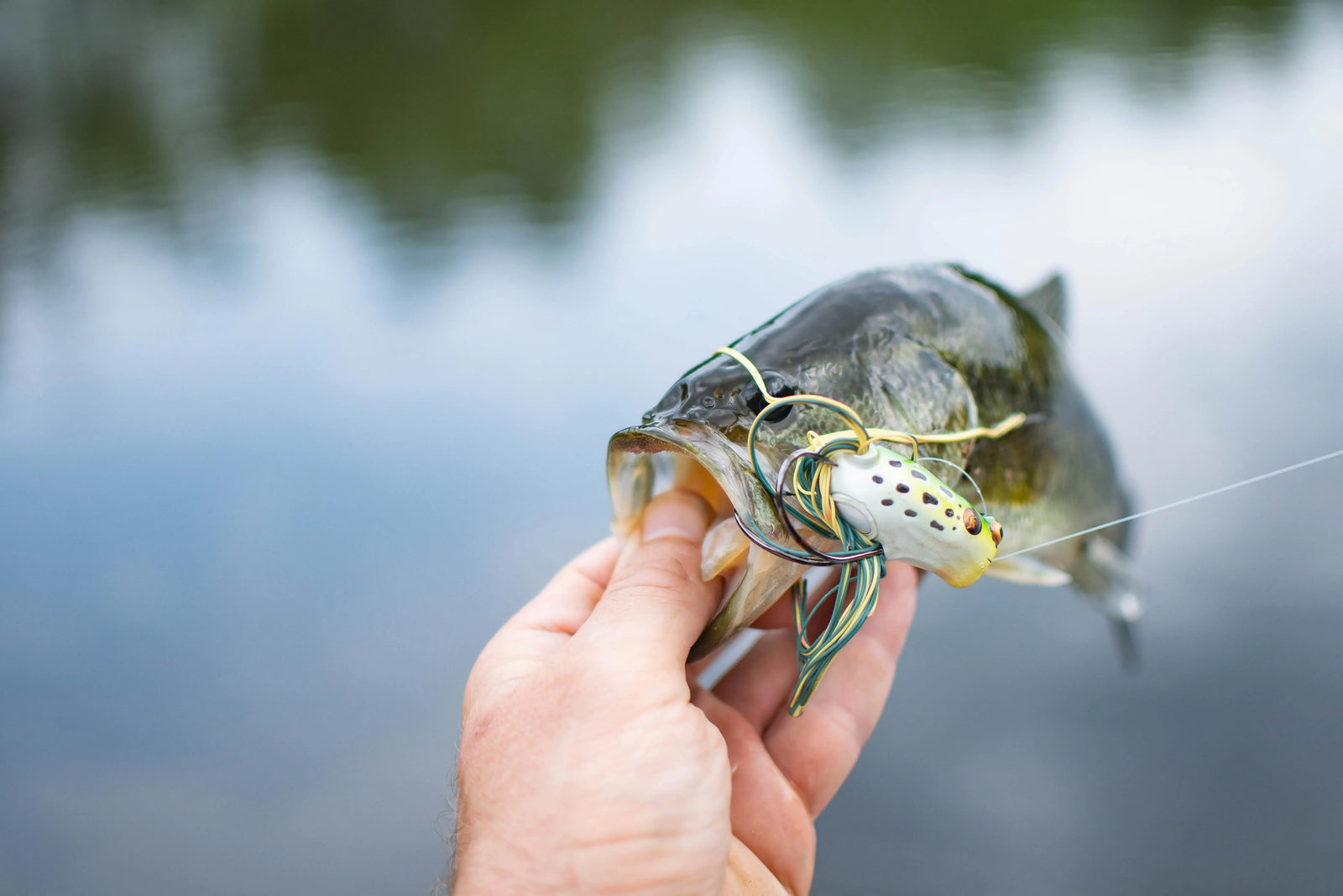 Seasonal Guide to Largemouth Bass Fishing in NC