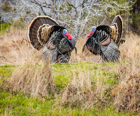 Mastering the Art of Turkey Calls: Essential Tools for Spring Turkey Hunting