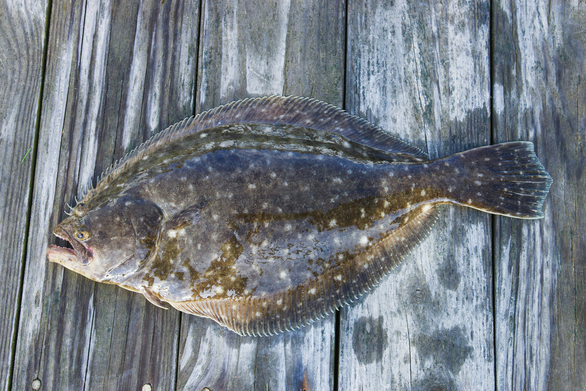 How to Catch Flounder in North Carolina: What Gear, Bait, and Techniques Do I Need?