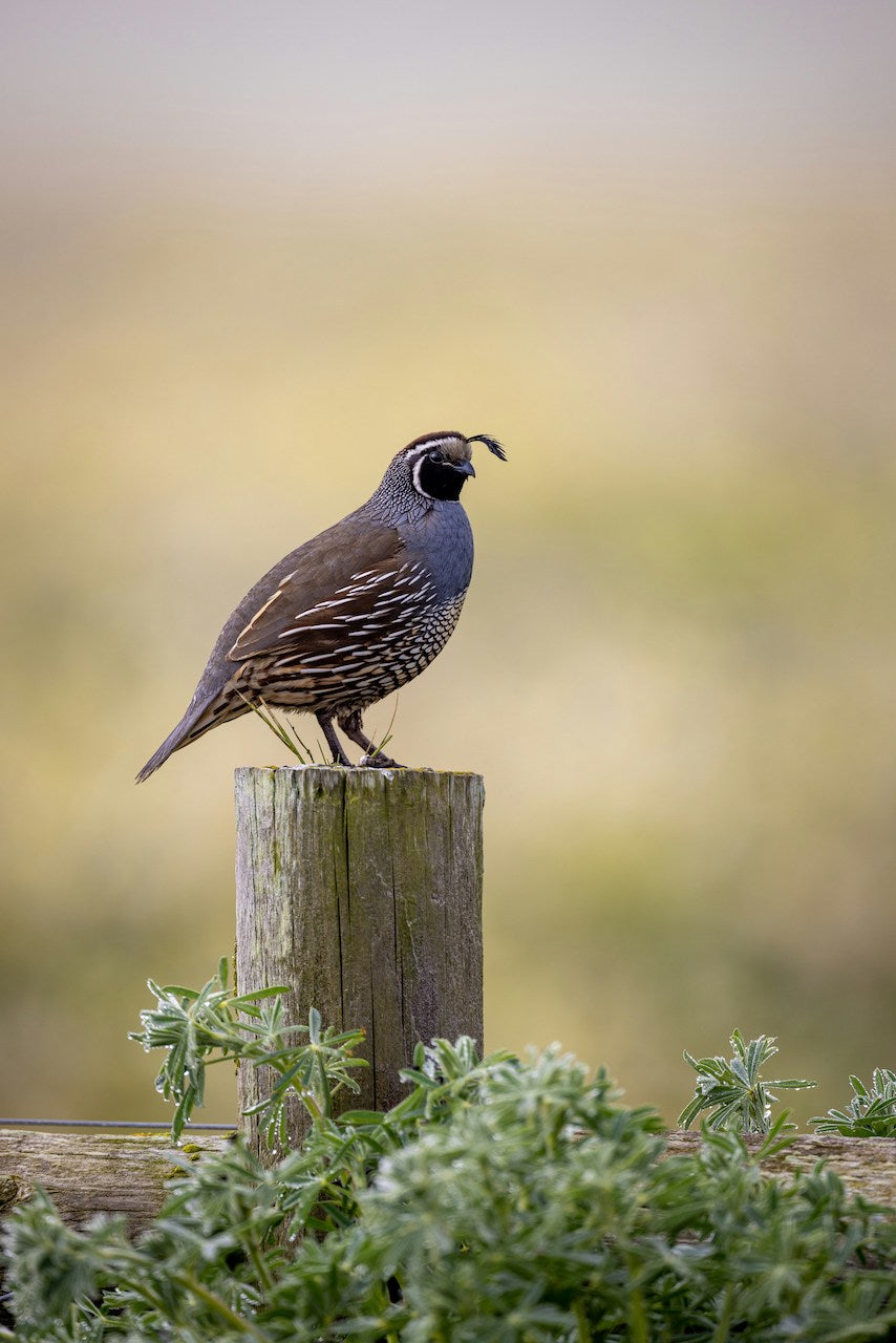 Where to Hunt Wild Quail in NC?