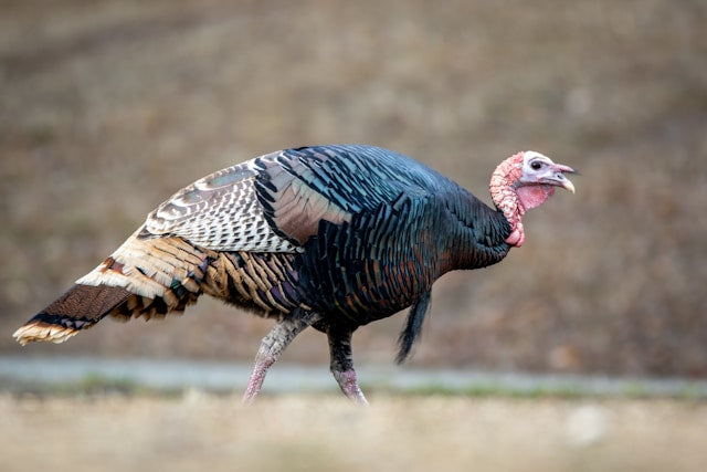 Mastering Eastern North Carolina Turkey Hunting: A Comprehensive Guide to Bagging the Perfect Tom