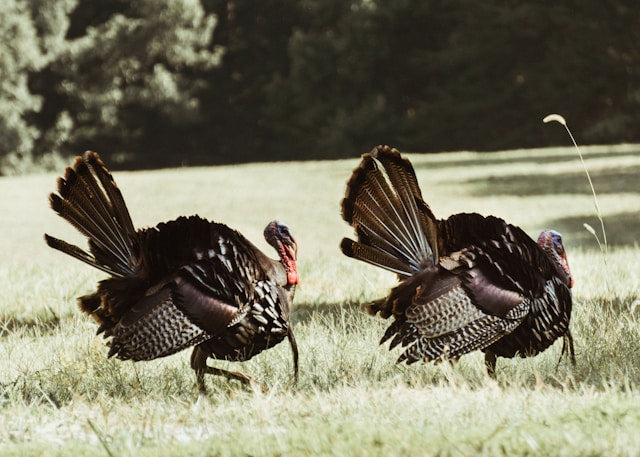 Mastering Turkey Hunting: Choosing the Best Firearms, Ammo, and Gauges