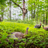 Avian X Decoys Laydown Hen Turkey Decoy