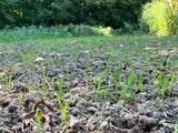 Domain Outdoors 3-Way Grainz Food Plot Seed