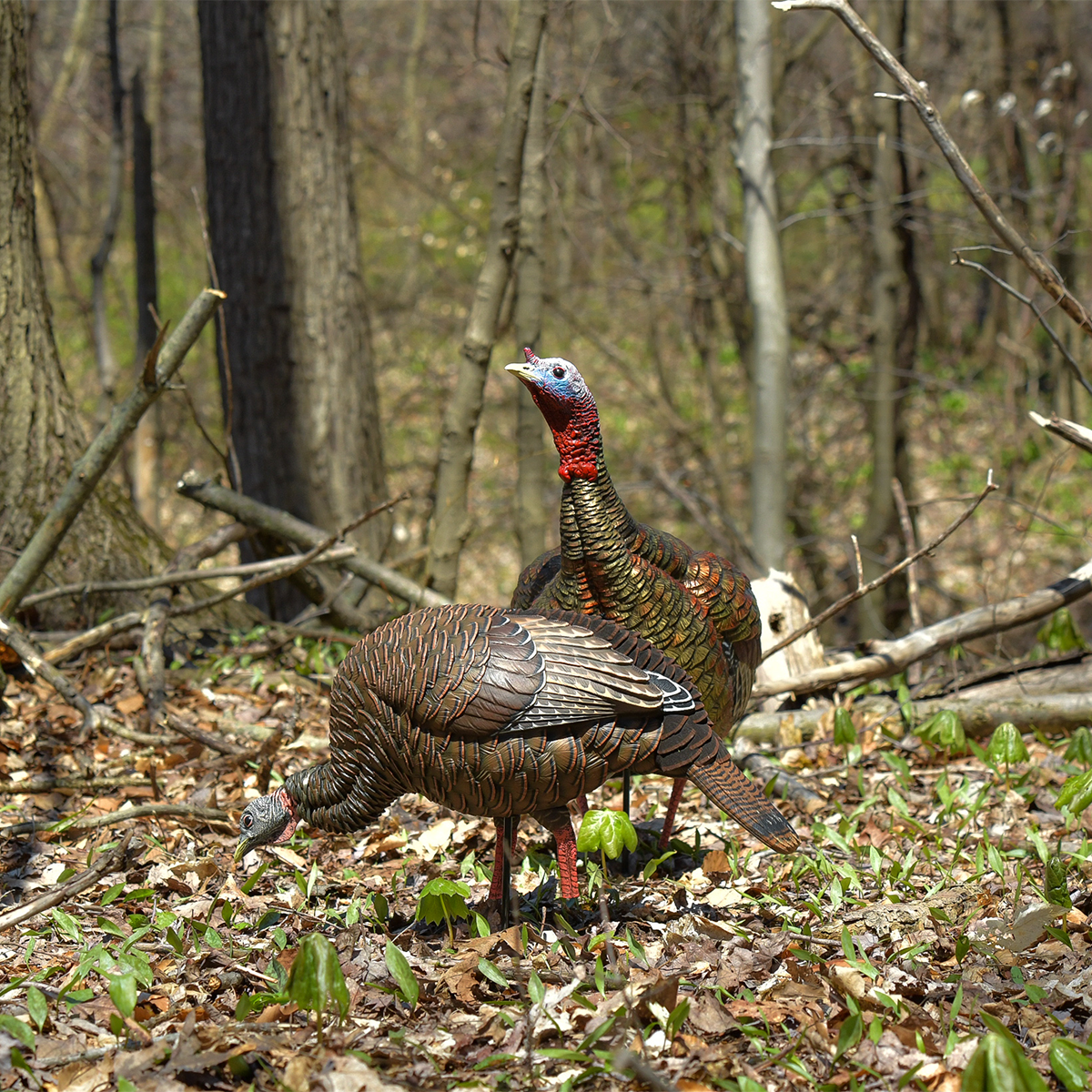 Avian X Decoys HDR Feeing Hen Decoy