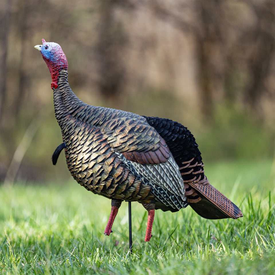 Avian Decoys HDR Jake