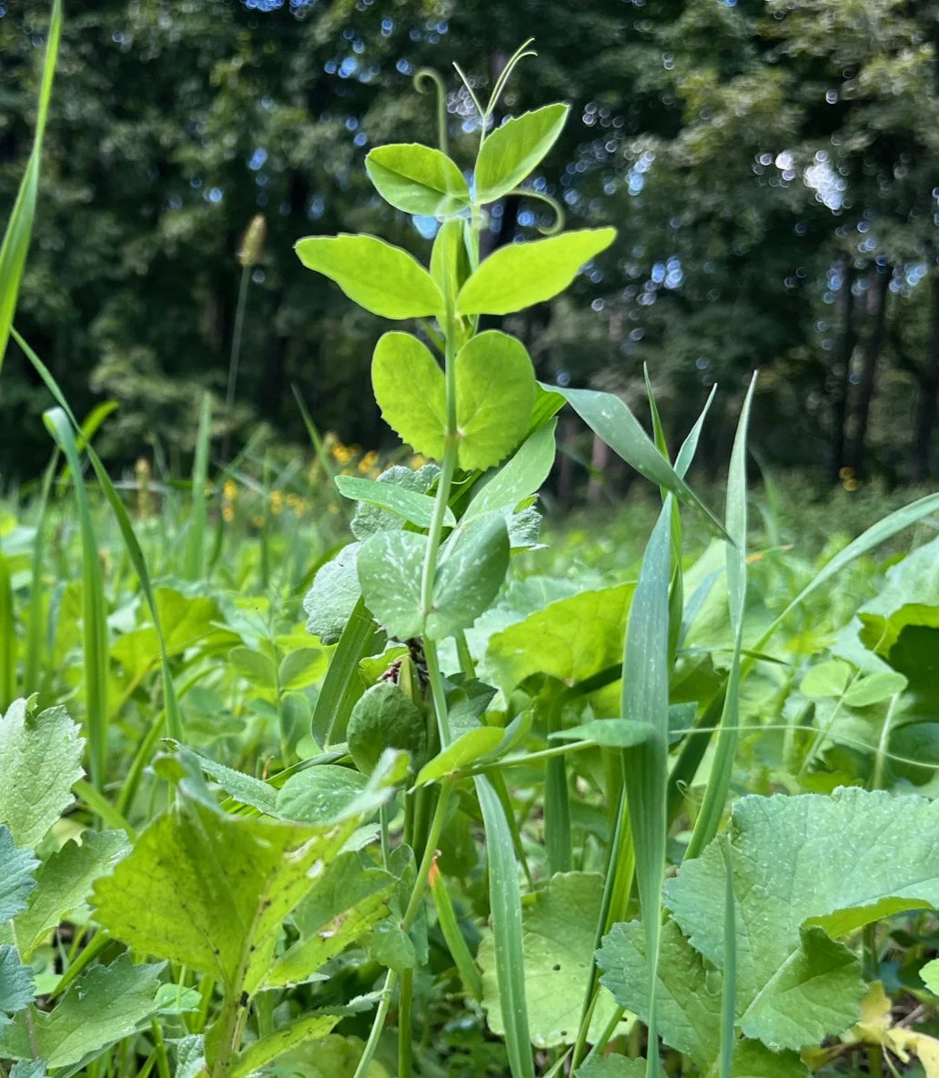 Domain Outdoors Pounder - Winter Pea