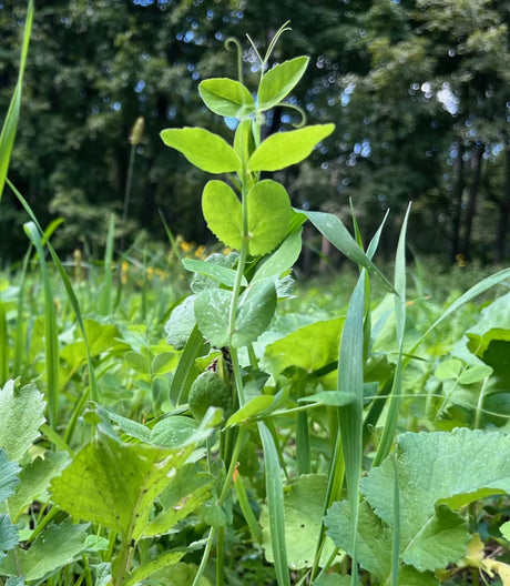 Domain Outdoors Pounder - Winter Pea